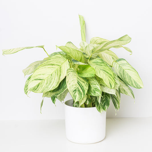Stromanthe stromanthioides ‘Charlie’ - House of Kojo