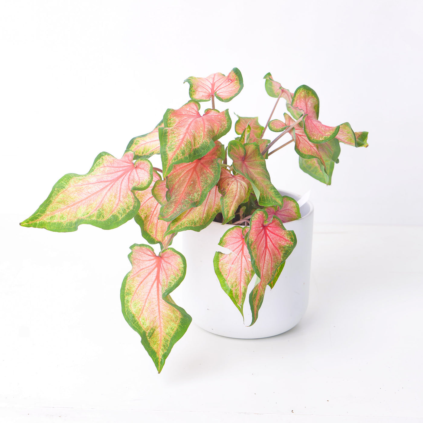 Caladium Chinook - House of Kojo