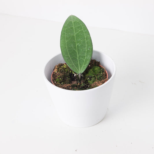 Hoya cinnamomifolia - House of Kojo