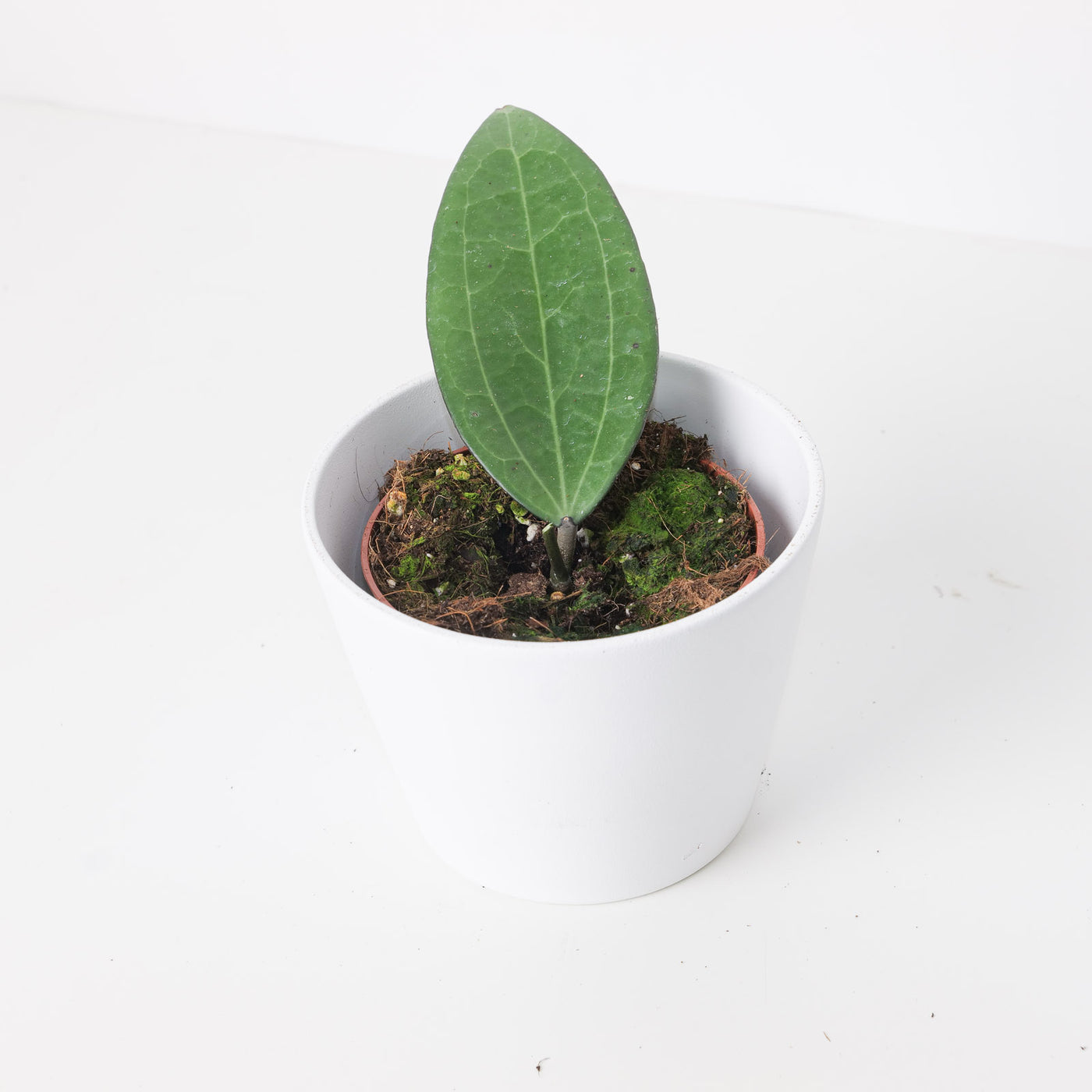 Hoya cinnamomifolia - House of Kojo