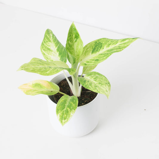 Aglaonema 'Citronelle' - House of Kojo