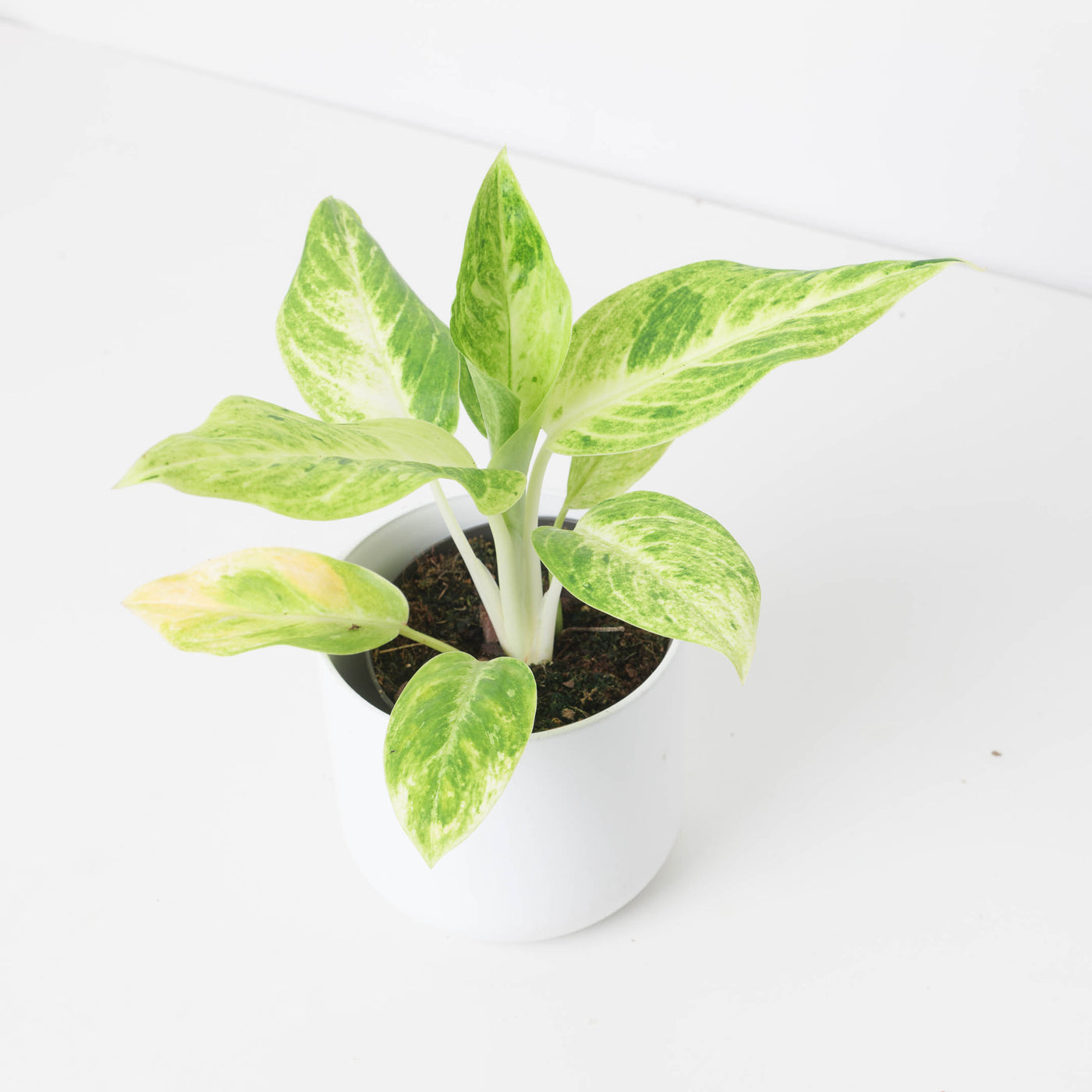 Aglaonema 'Citronelle' - House of Kojo