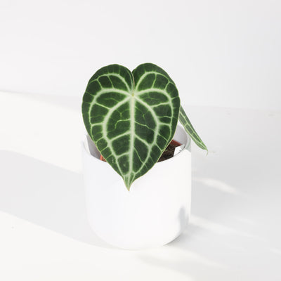 Anthurium Clarinervium - House of Kojo