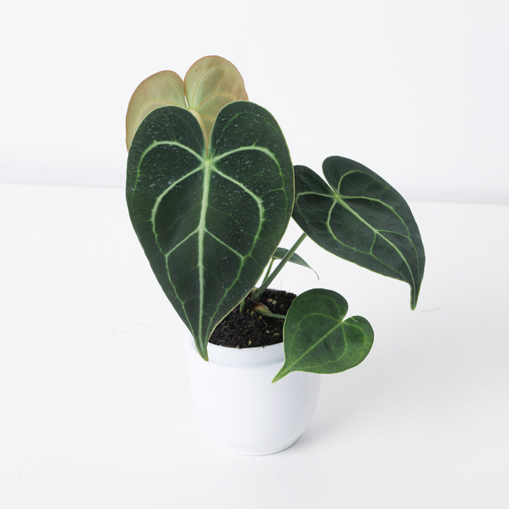 anthurium clari Anthurium Clarinervium