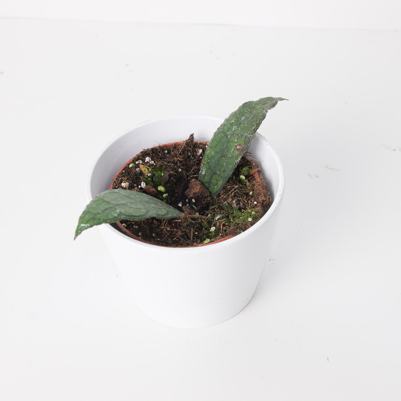 Hoya clemensiorum 'Sumatra' - House of Kojo
