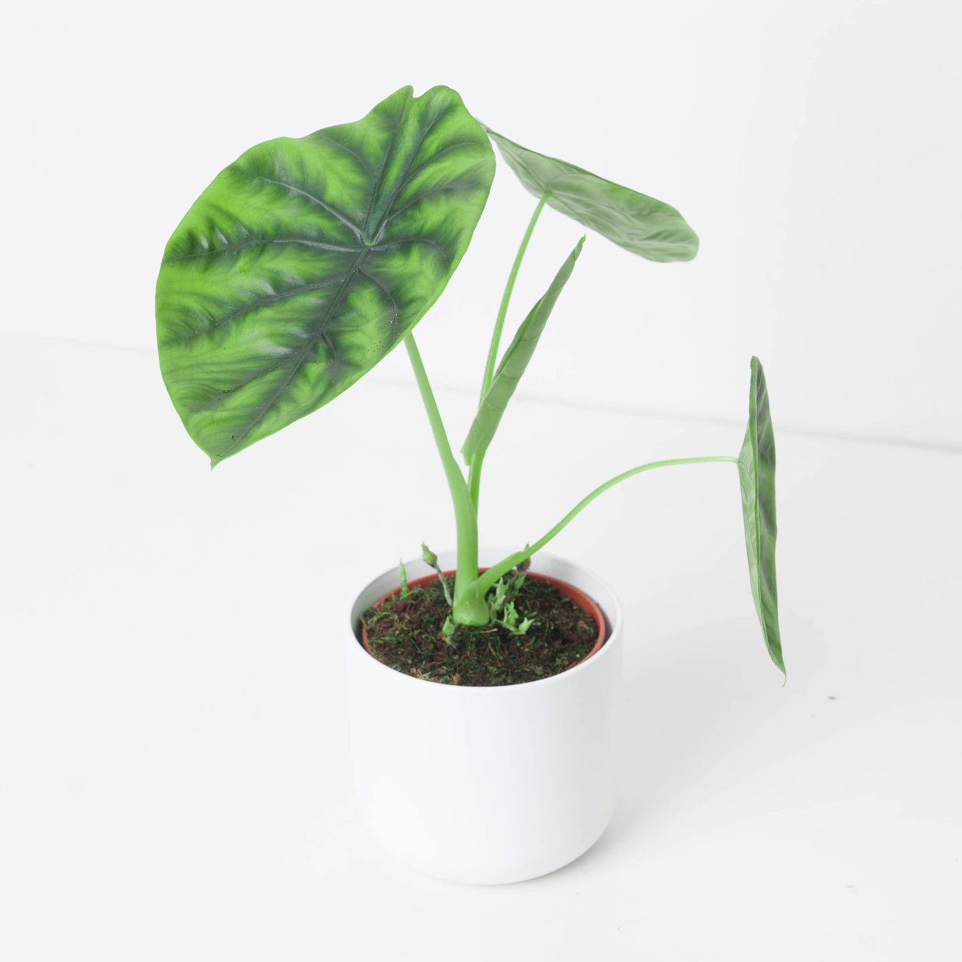 Alocasia Clypeolata - House of Kojo