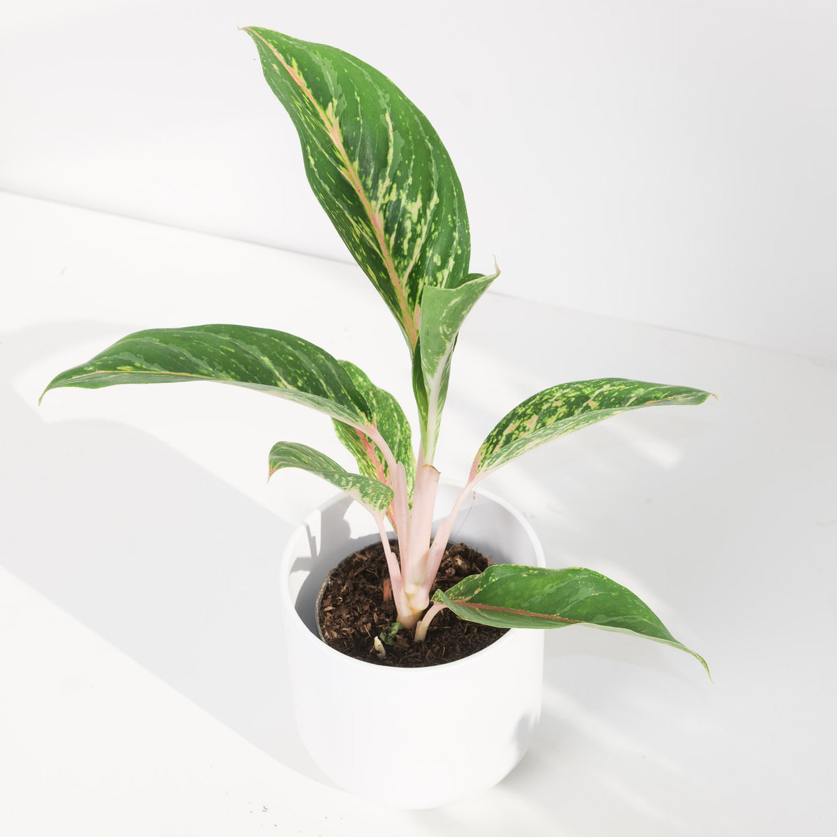 Aglaonema 'Cocogreen' - House of Kojo
