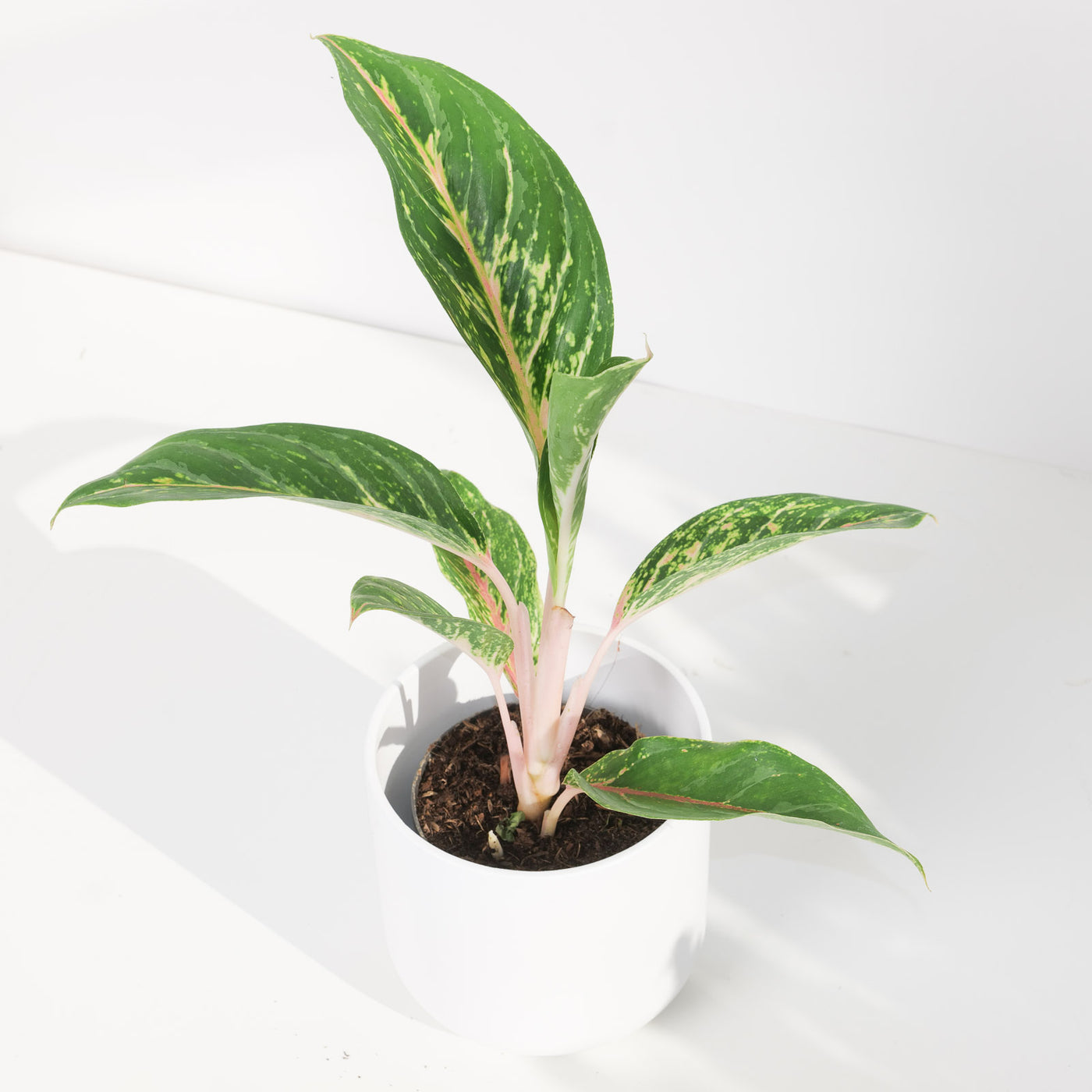 Aglaonema 'Cocogreen' - House of Kojo