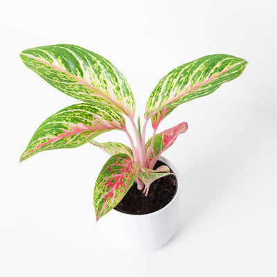 Aglaonema Cocomelon - House of Kojo