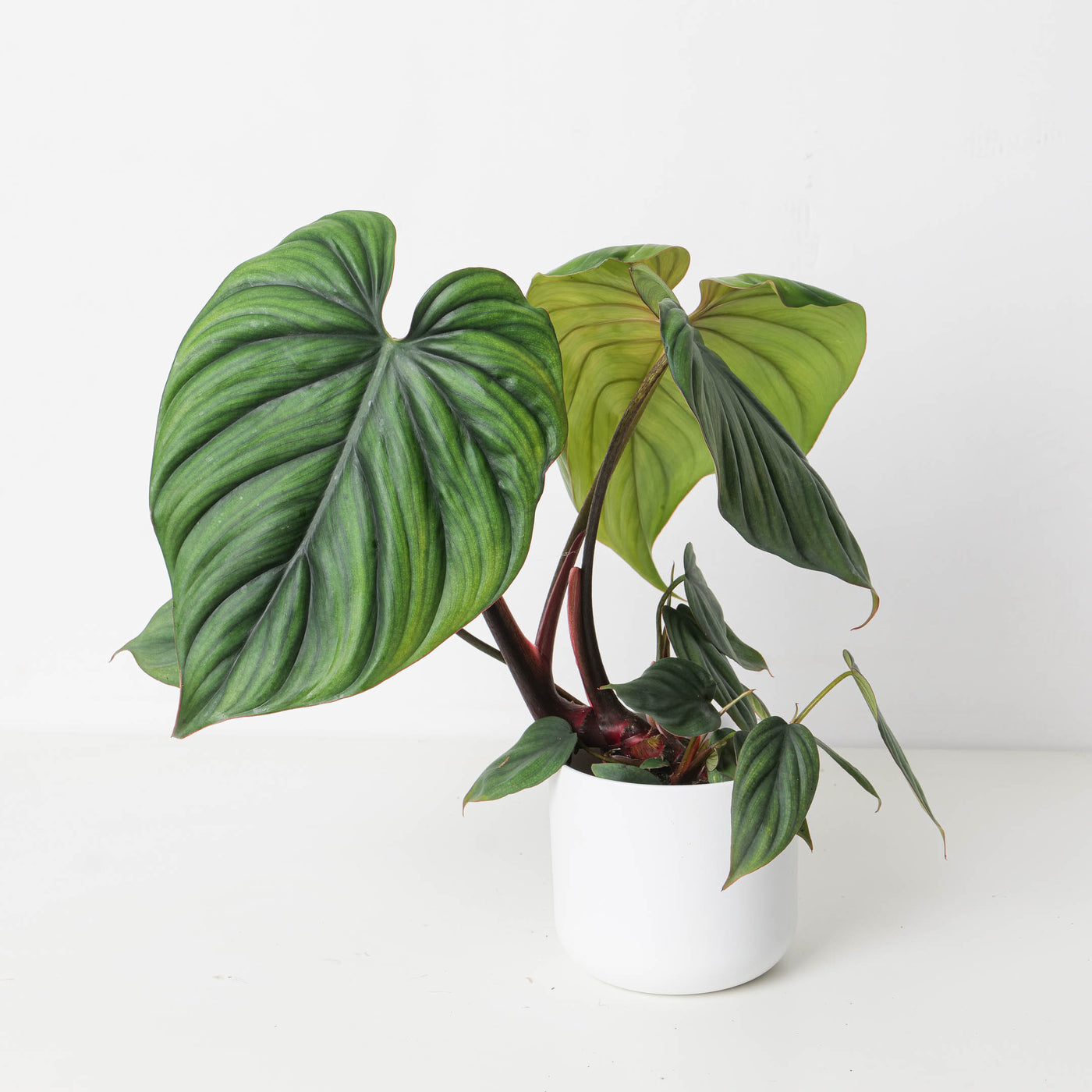 philodendron colombianum Philodendron sp. Colombia