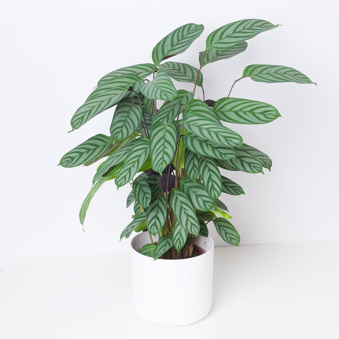 Ctenanthe Compact Star | Ctenanthe Setosa