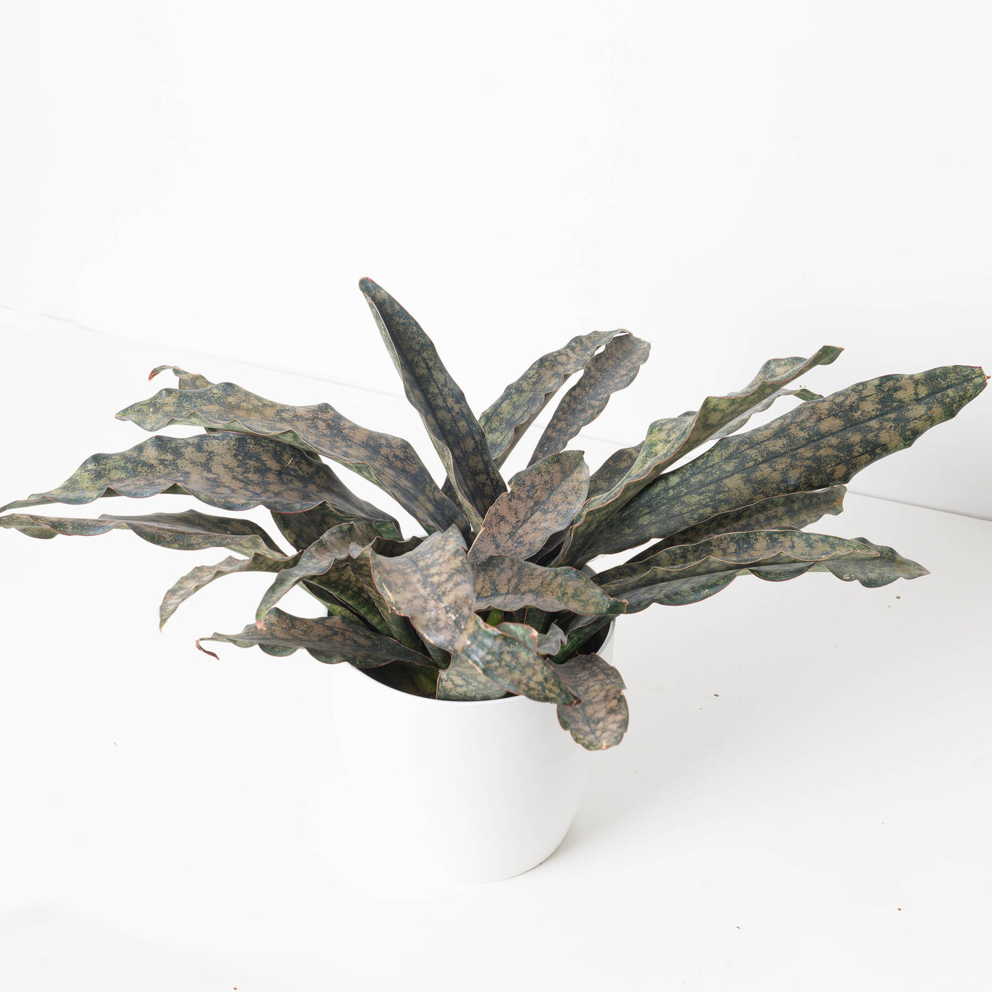 Sansevieria Star Canyon Granite | Sansevieria Coppertone - House of Kojo