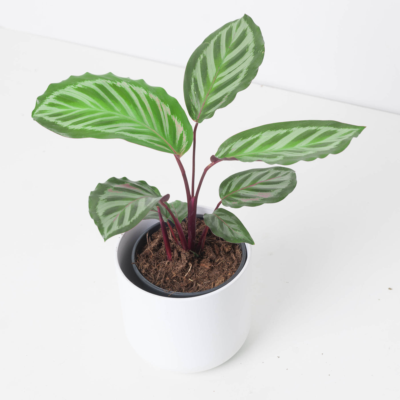 Calathea roseopicta 'Cora' - House of Kojo