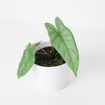 Alocasia Corazon - House of Kojo
