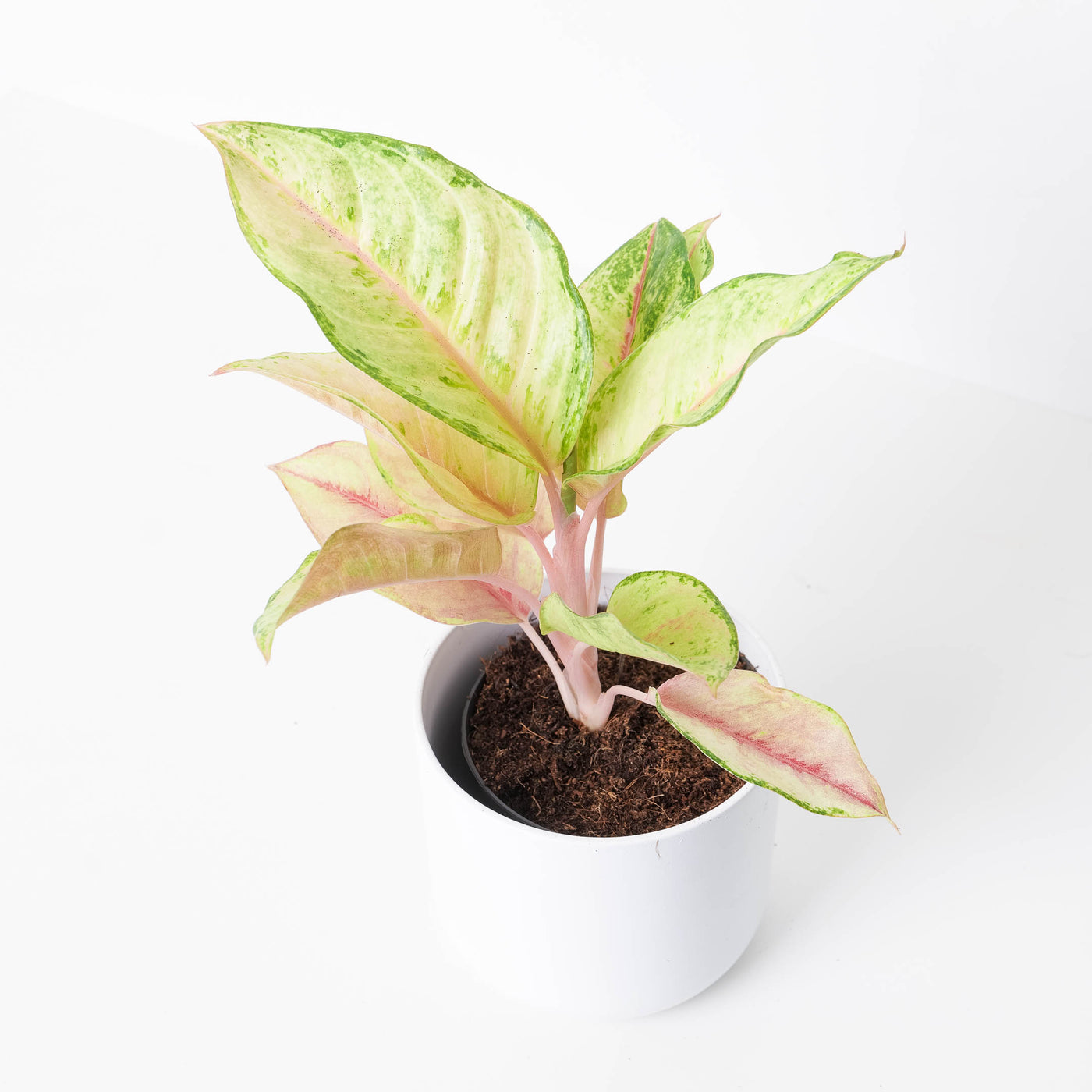 Aglaonema 'Corn Silk' - House of Kojo