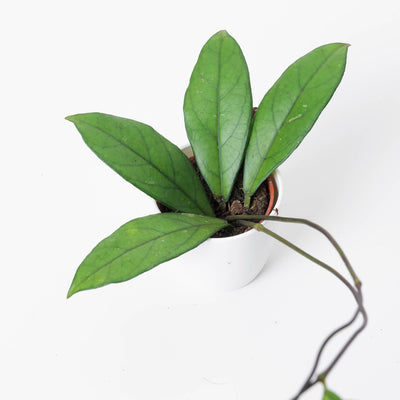 Hoya crassipetiolata - House of Kojo
