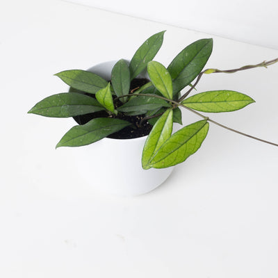 Hoya crassipetiolata - House of Kojo