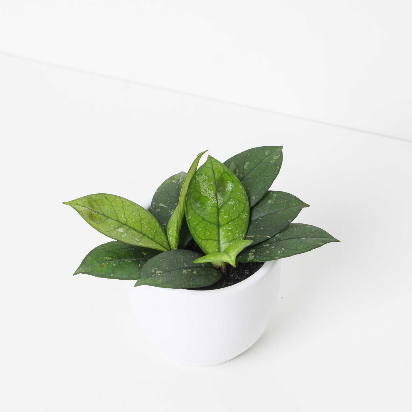Hoya crassipetiolata 'Splash Round' - House of Kojo