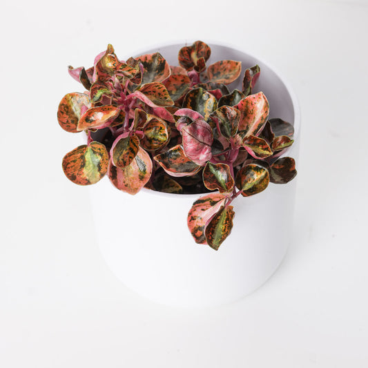 Peperomia metallica 'Creme Brulee' - House of Kojo