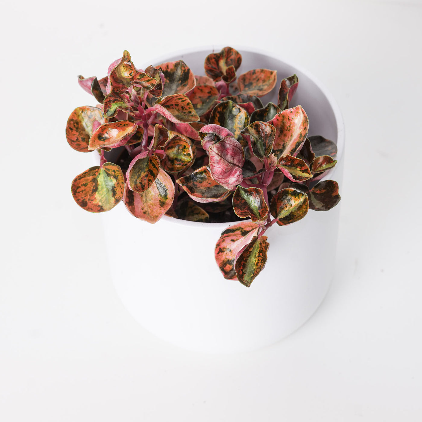 Peperomia metallica 'Creme Brulee' - House of Kojo