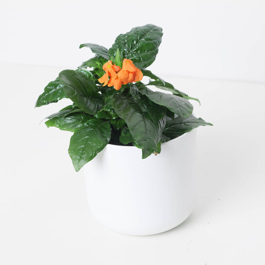 Crossandra infundibuliformis 'Fortuna' | Firecracker Flower Plant - House of Kojo