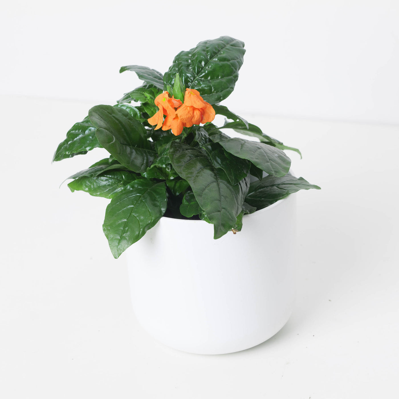 Crossandra infundibuliformis 'Fortuna' | Firecracker Flower Plant - House of Kojo