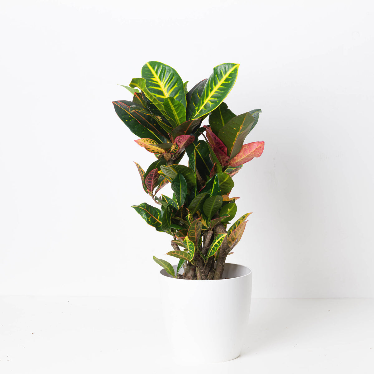 Codiaeum Petra | Branched Croton Plant - House of Kojo
