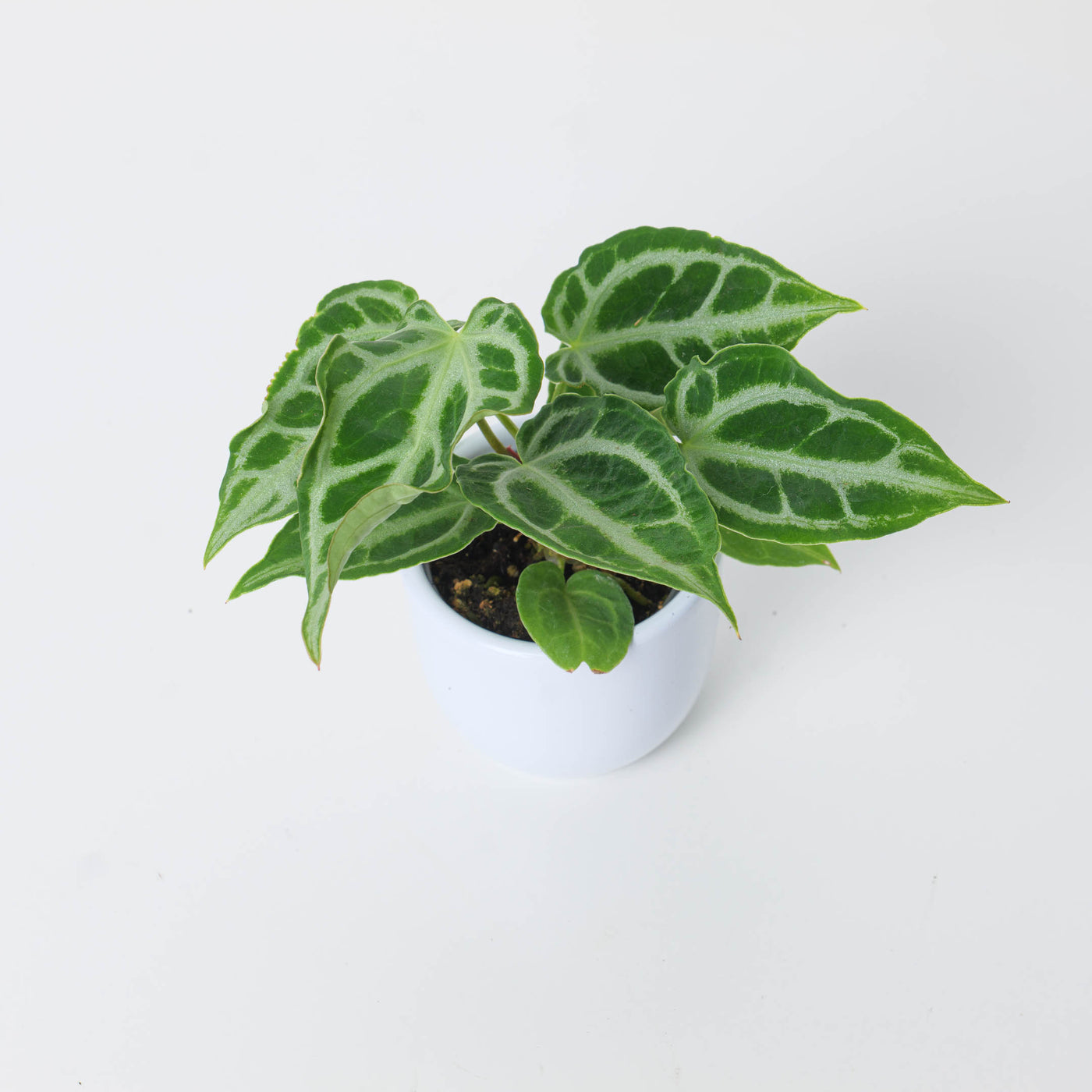 Anthurium Crystal Hope - House of Kojo
