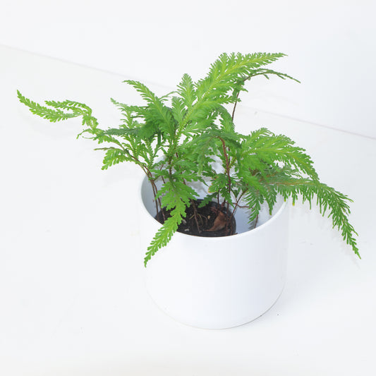 Selaginella cuspidata | Selaginella pallescens - House of Kojo