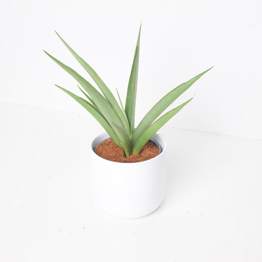 Sansevieria cylindrica 'Silver Syreni' - House of Kojo