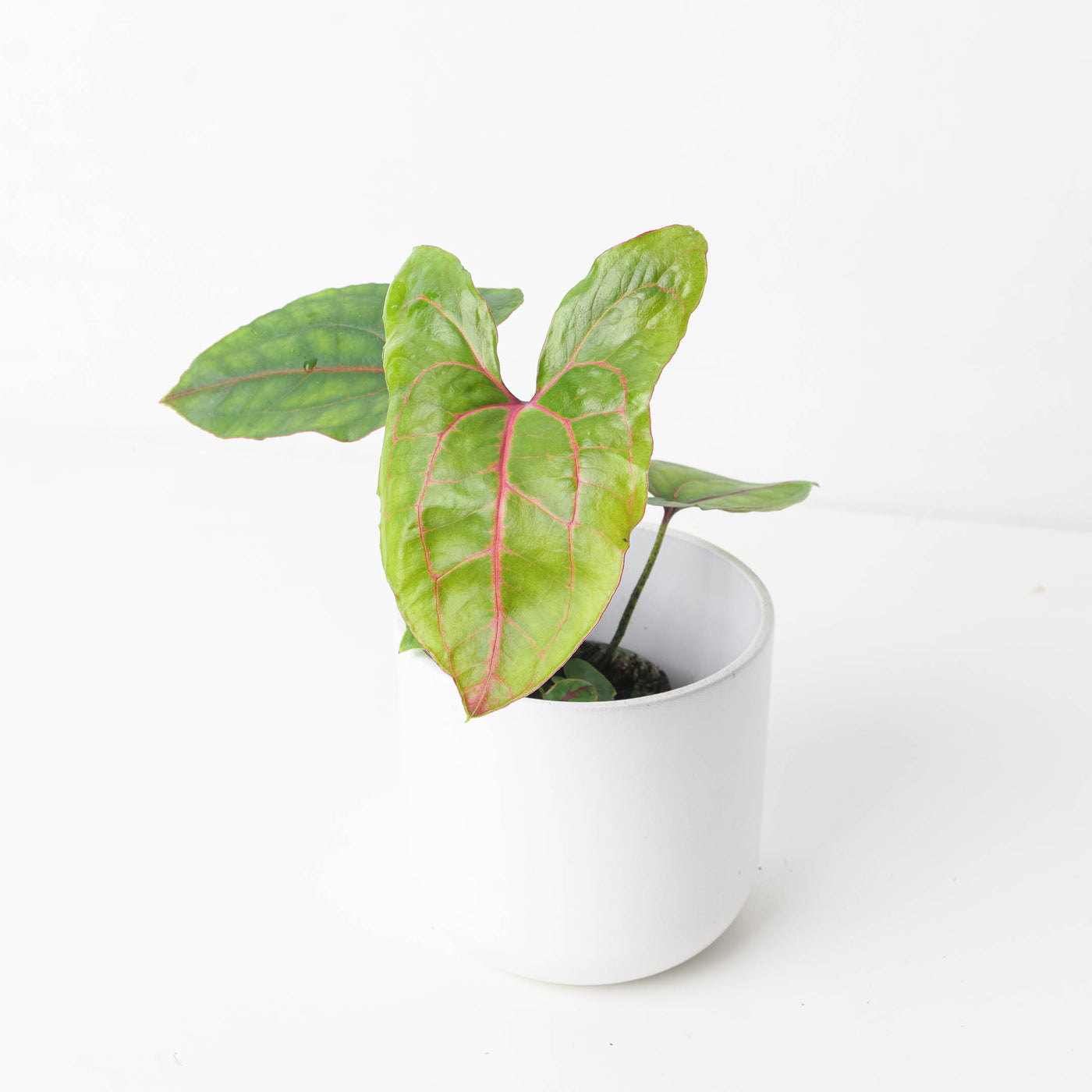 Cyrtosperma johnstonii - House of Kojo