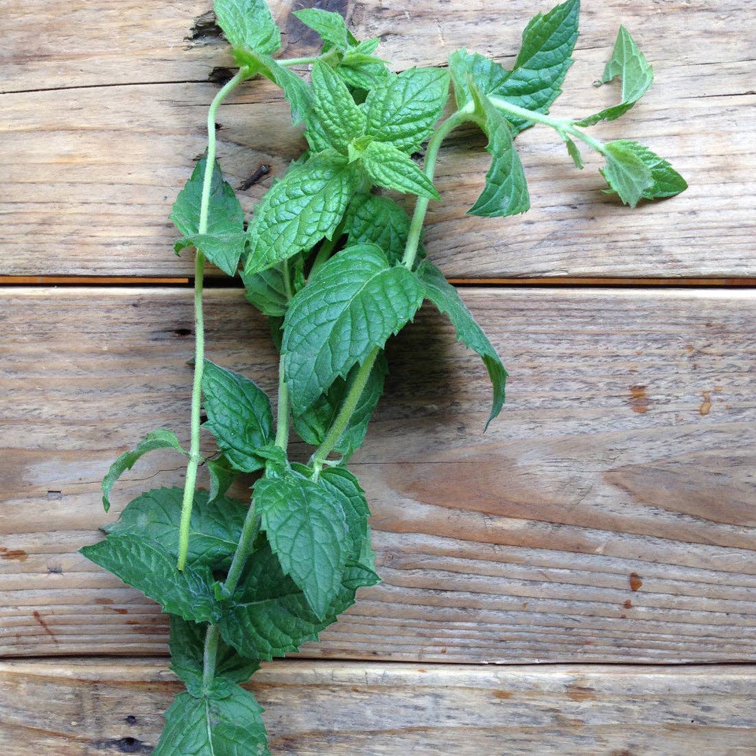 Spearmint 'Moroccan' Seeds - House of Kojo