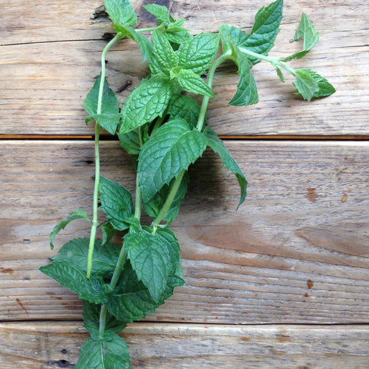 Spearmint 'Moroccan' Seeds - House of Kojo