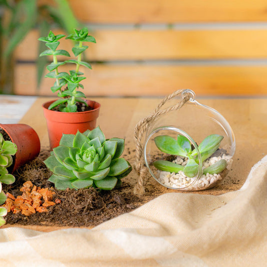 Terrarium Bauble - 8cm - House of Kojo