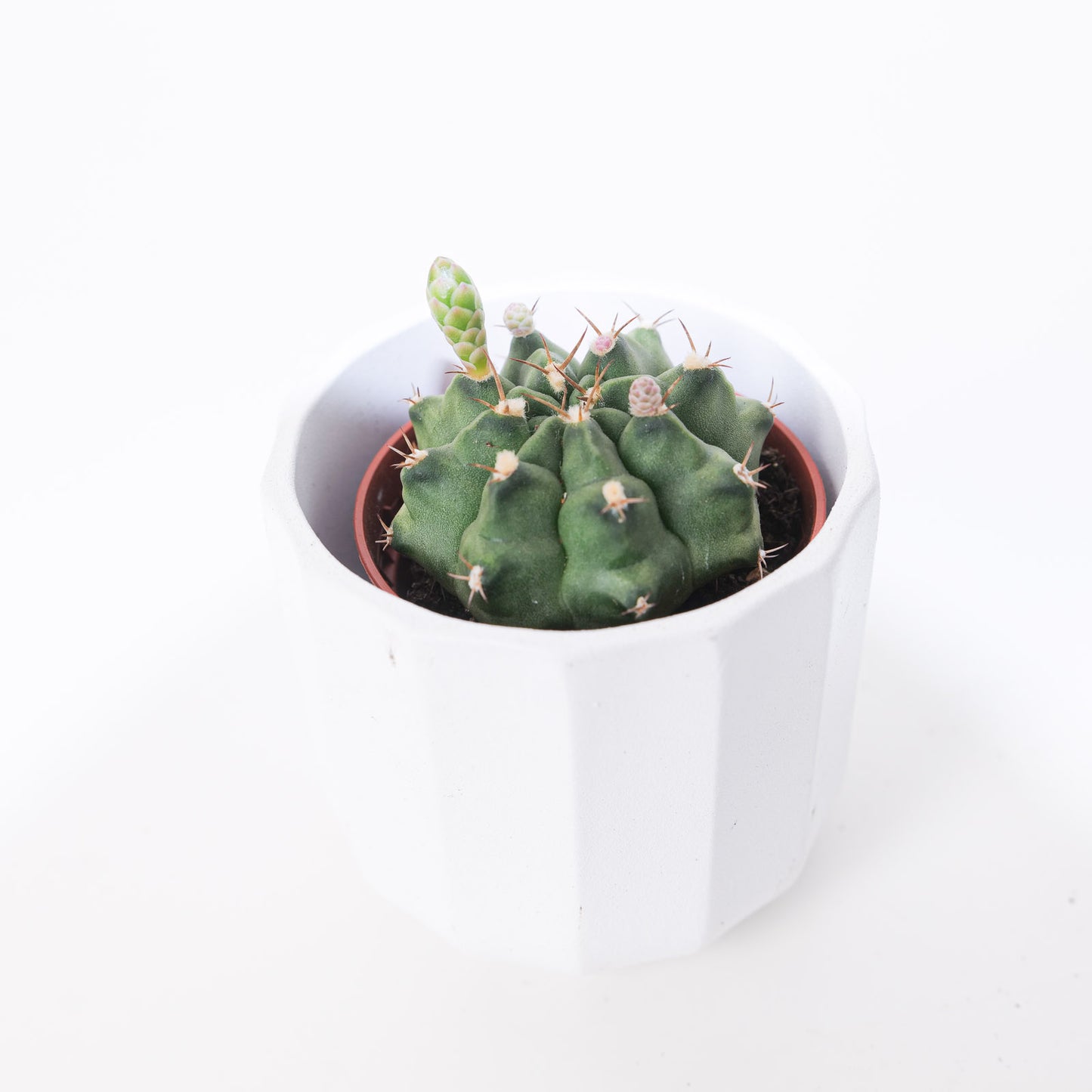Gymnocalycium damsii - House of Kojo