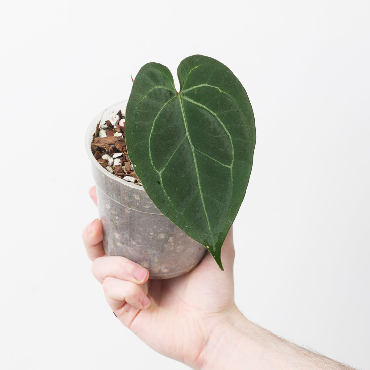 Anthurium Crystallinum 'Dark Silver' - House of Kojo