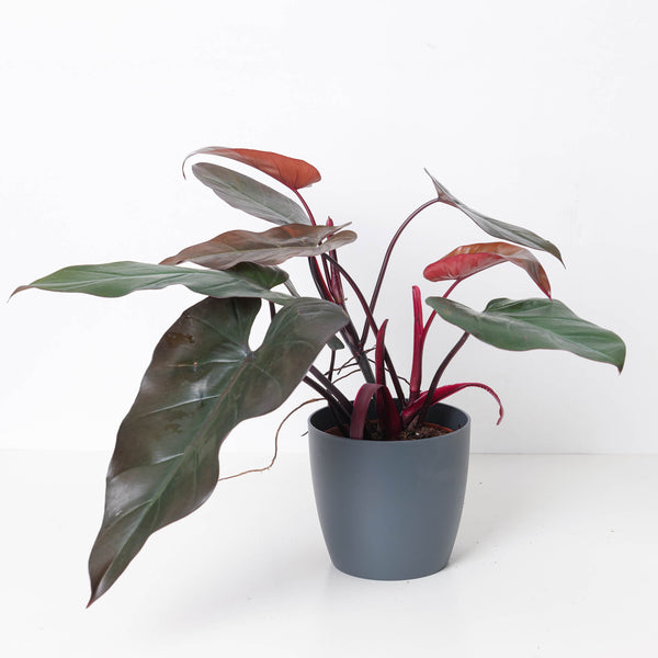 dark lord philodendron price philippines Philodendron 'Dark Lord'