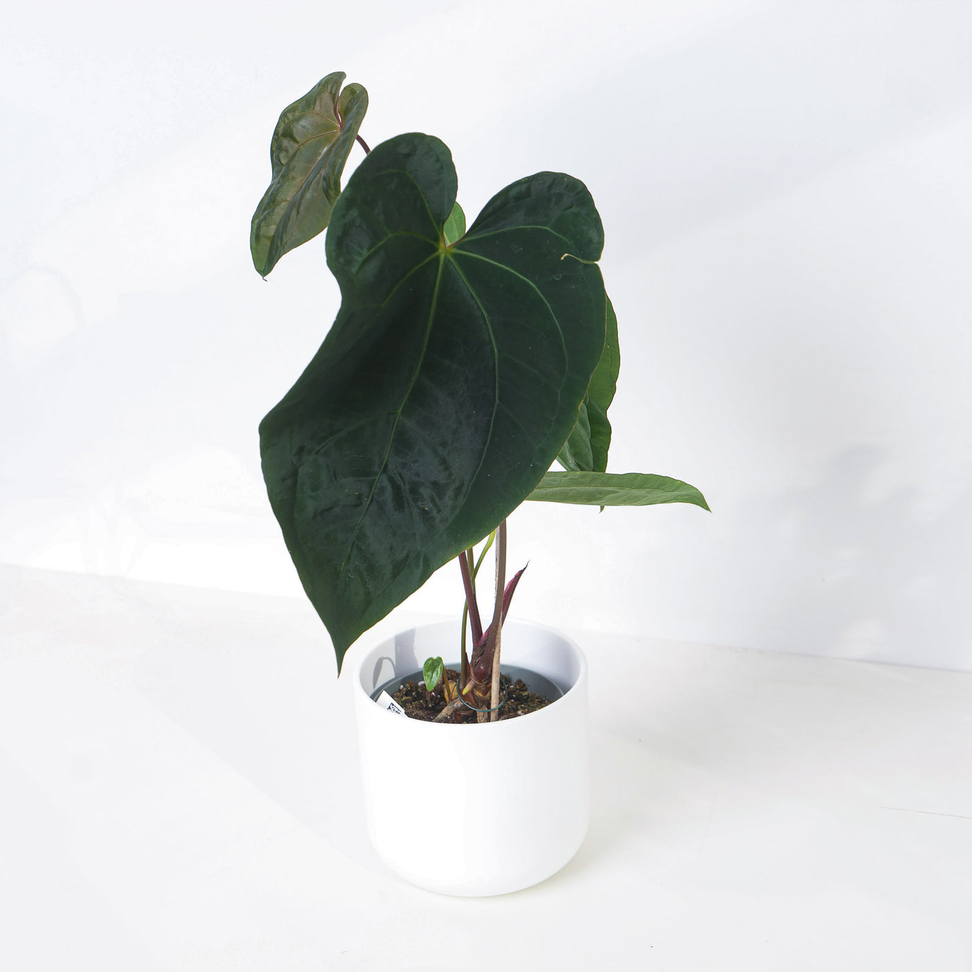 Anthurium Dark Phoenix Hybrid - House of Kojo
