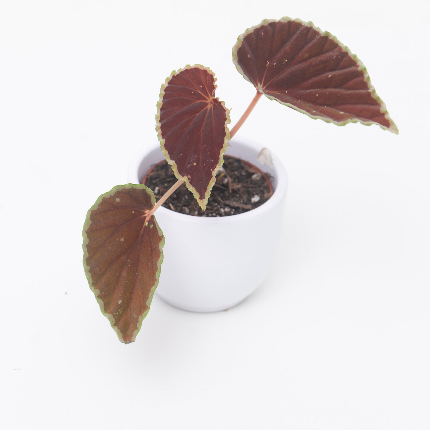 Begonia darthvaderiana 'Green Spots' - House of Kojo