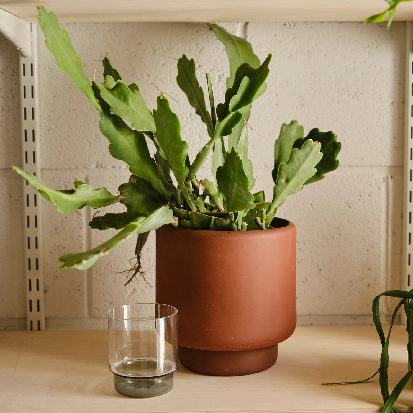 Aaron Probyn Botany Pot Medium - Dark Terracotta - House of Kojo