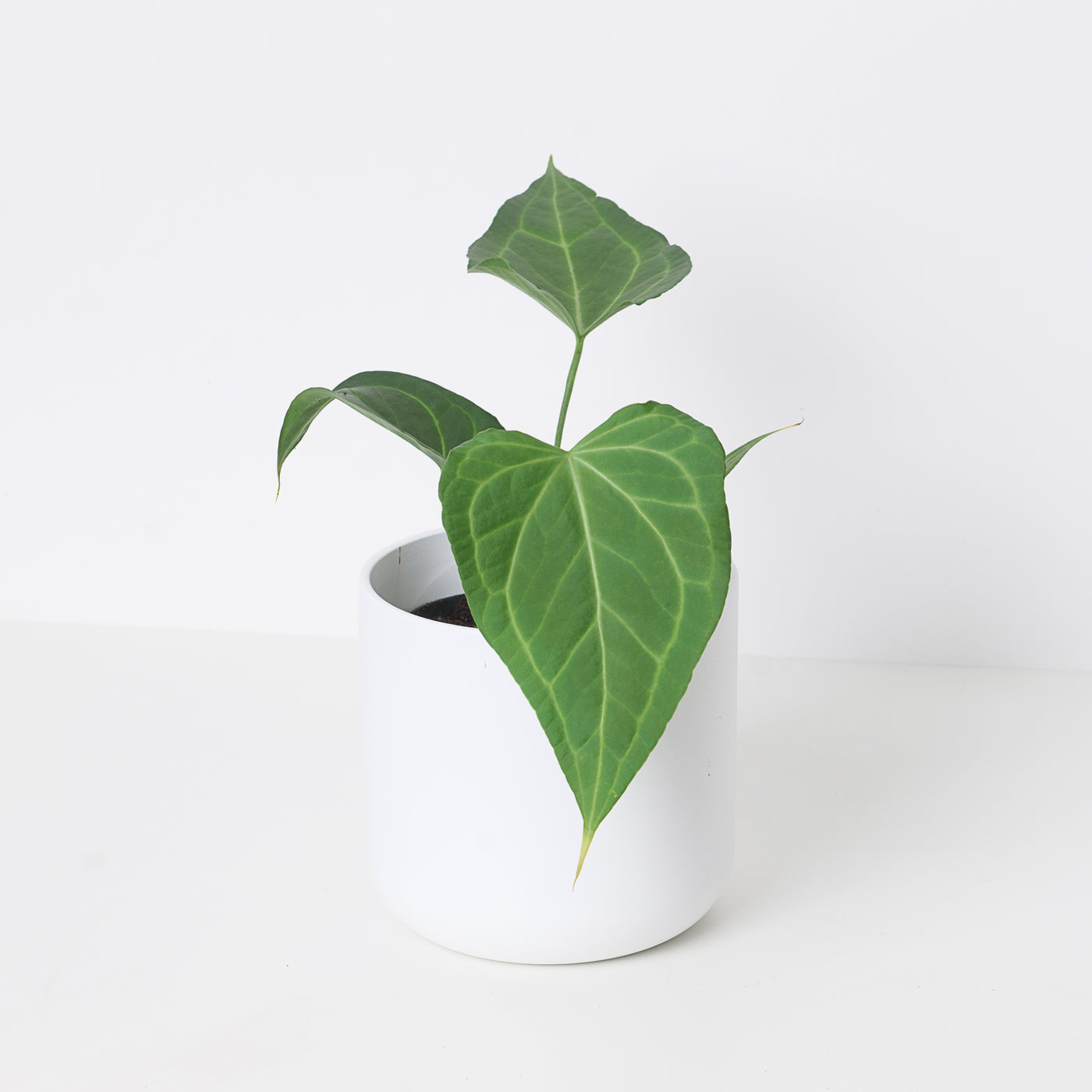 anthurium delta force for sale Anthurium Delta Force
