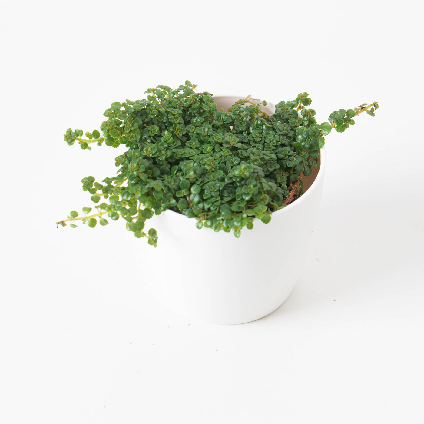 Pilea depressa - House of Kojo