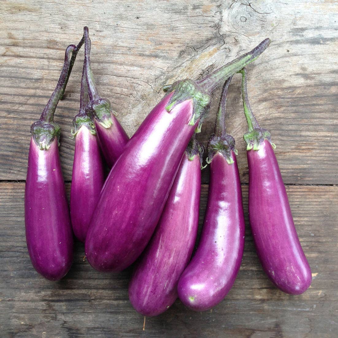 Aubergine 'Slim Jim' Seeds - House of Kojo