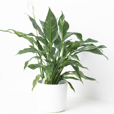 Spathiphyllum Diamond | Peace Lily Variegated - House of Kojo