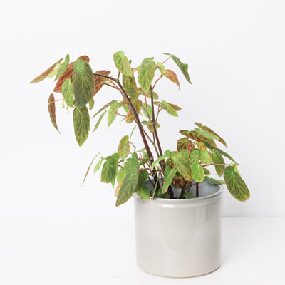 Begonia Dietrichiana - House of Kojo
