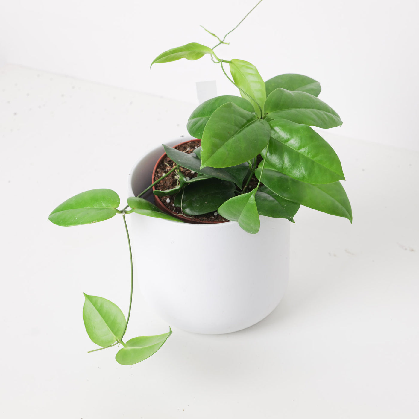 Hoya dimorpha - House of Kojo