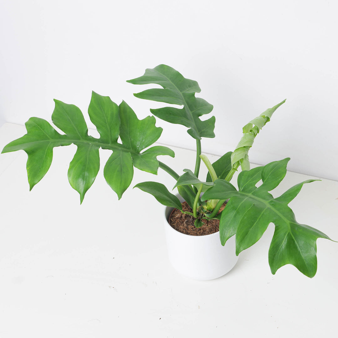 philodendron distantilobum mature Philodendron distantilobum 'Wide Form'