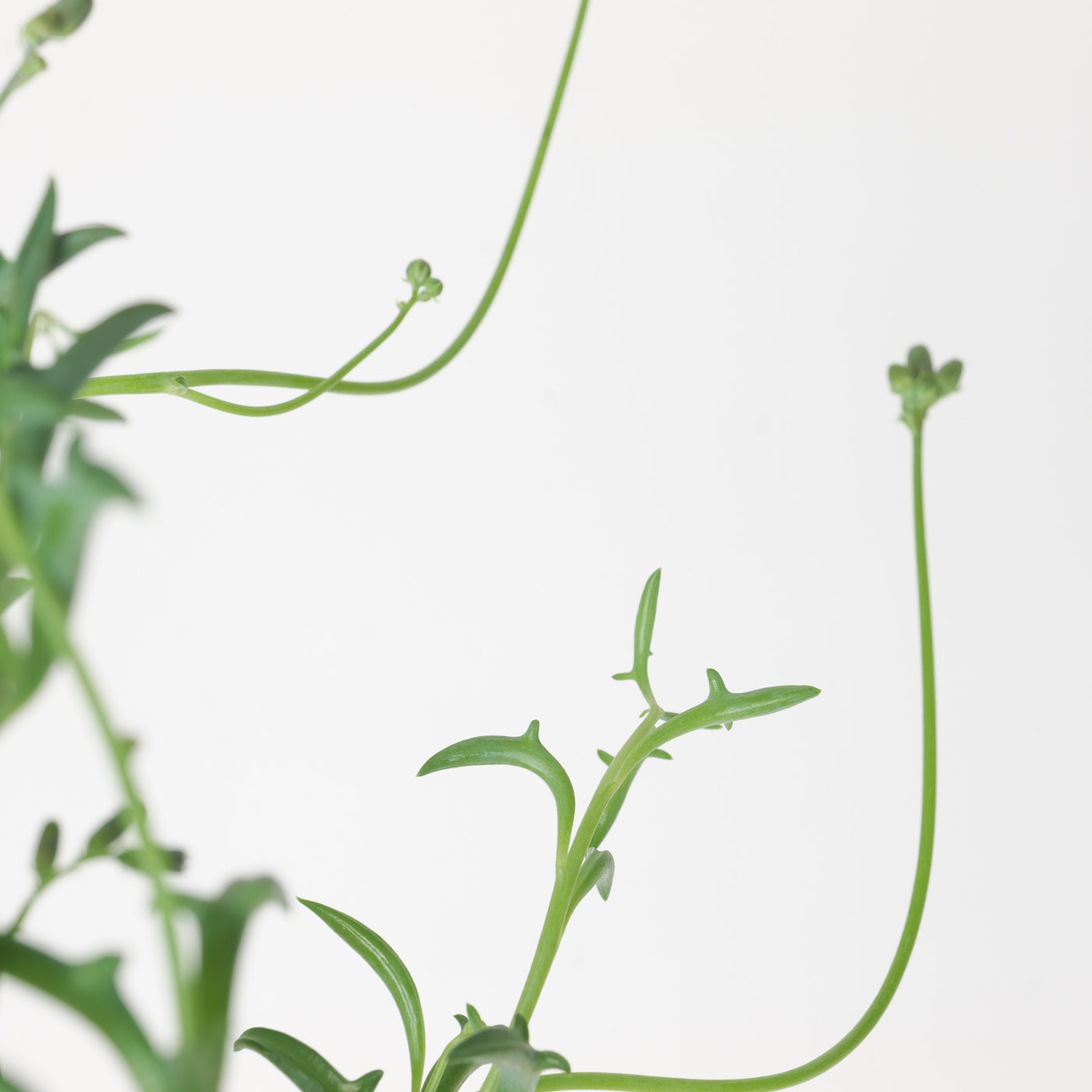 Senecio Peregrinus | String of Dolphins - House of Kojo