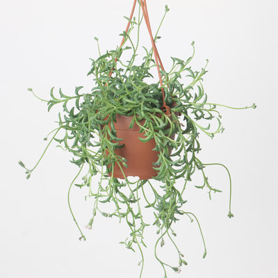 Senecio Peregrinus | String of Dolphins - House of Kojo