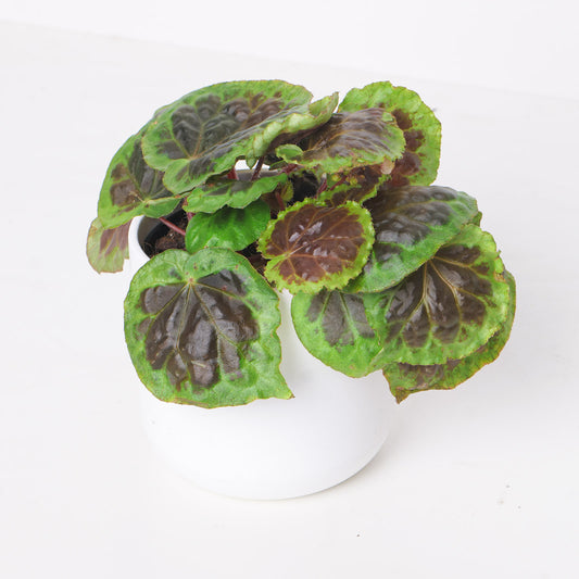 Begonia dongoranensis - House of Kojo